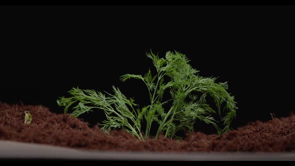 Dill Sprouts Through the Soil