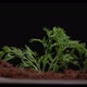 Dill Sprouts Through the Soil - VideoHive Item for Sale