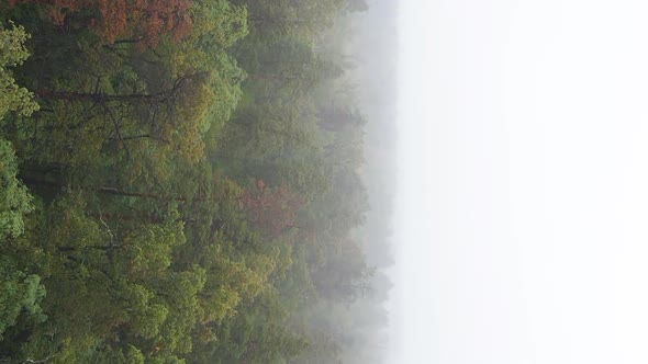 Vertical Video Fog in the Forest Aerial View