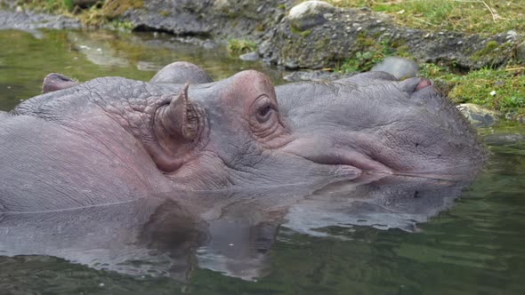 Close up shot of Hippo Hippopotamus resting in natural lake and watching in wilderness during daytim