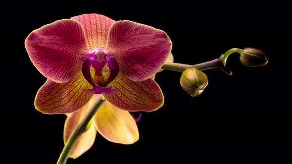 Blooming Red Orchid Phalaenopsis Flower