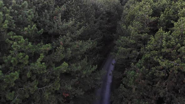 Aerial View of a Coniferous Forest