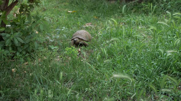 Turtle Is Moving Along the Green Grass