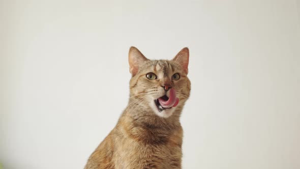 Domestic Cat Looks at the Camera and Yawns