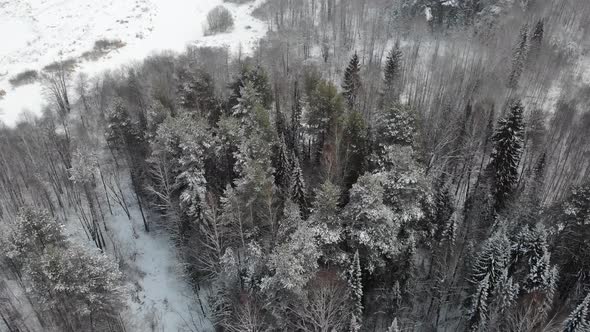 Taiga Forest Under Snow