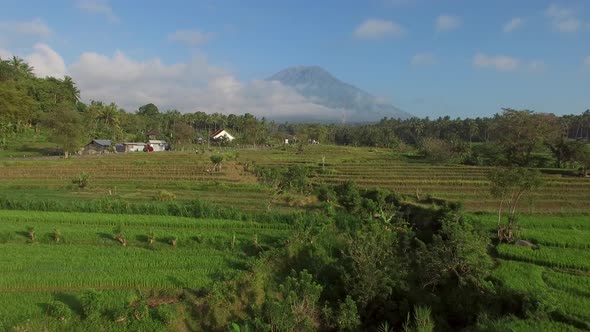 Aerial view of green rice fields in the countryside, Lombok, indonesia.