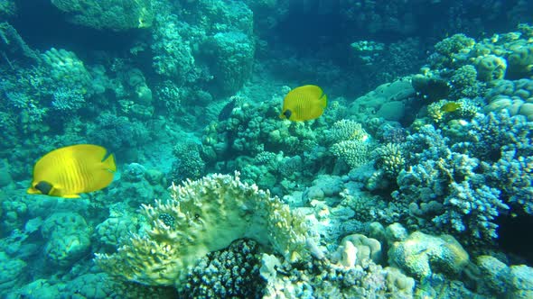 Butterfly Fish (Heniochus Intermedius) Close Up in the Red Sea Slow Mo