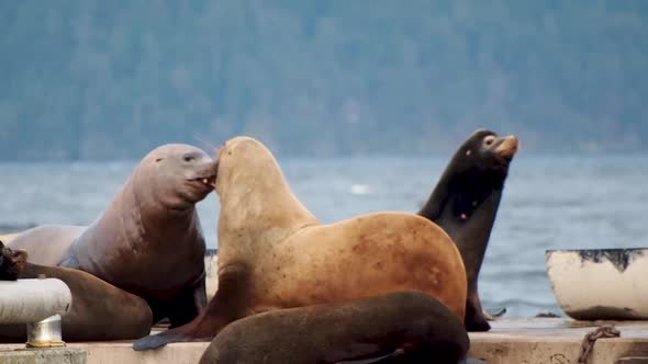 Sea lions on a dock fighting