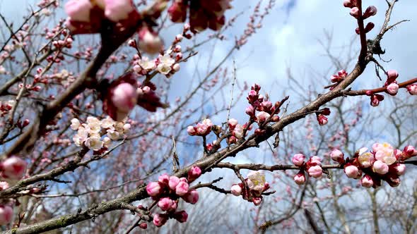 A Bee Pollinates the Blossoms of Apricot Trees