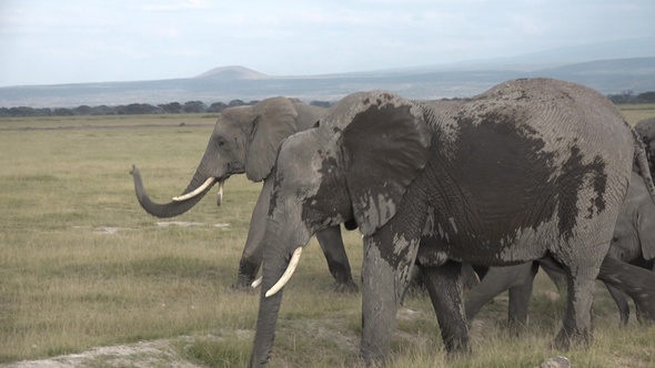 Family of Elephants on the Move. Wildlife in savanna, Kenya, Africa. African Elephants herd feeding