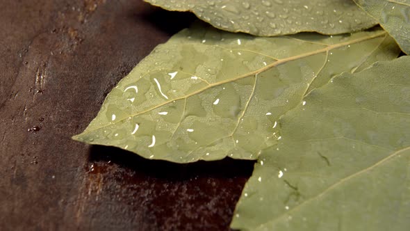 Dried bay leaf with drops. Aromatic spice on wooden surface. Dry seasoning. Wet condiment leaves