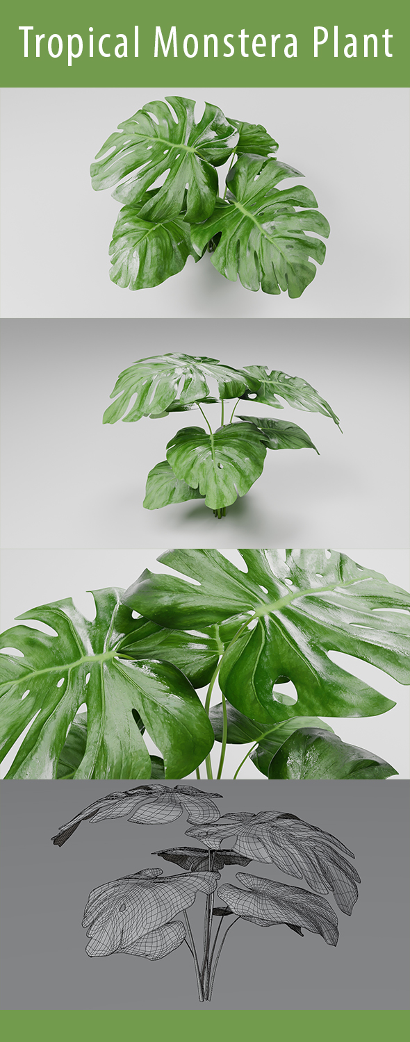 Tropica Monstera Plant 3d Model