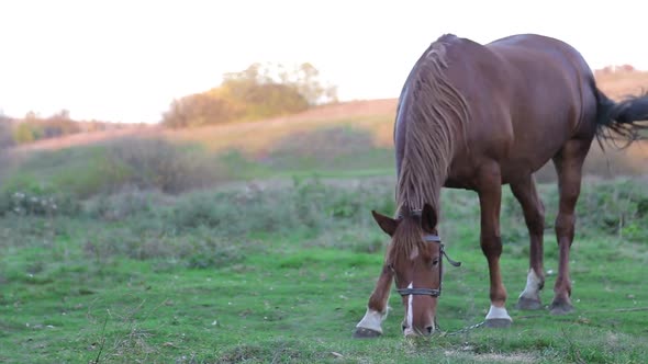 Grazing Horse