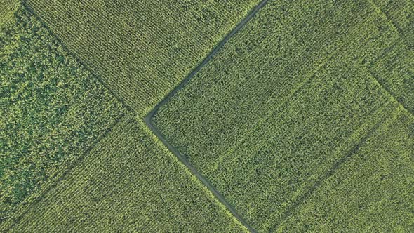 Aerial view of agricultural field in Sapahar, Rajshahi state, Bangladesh.