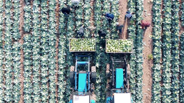 Fast Motion of Cabbage Getting Harvested By Agricultural Workers