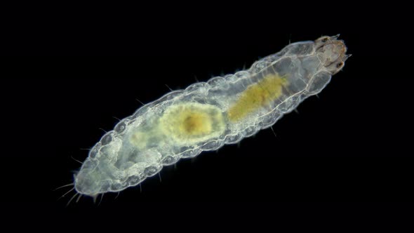 Larva of Water Moths Under a Microscope Order Lepidoptera Possibly Family Crambidae