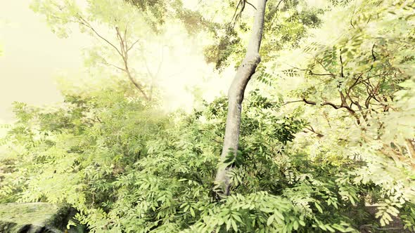 Fog in the Rain Forest and Sun Ray