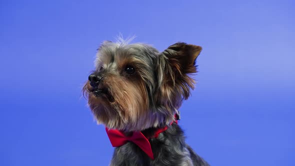 Frontal Portrait of a Yorkshire Terrier with a Red Bow Tie Around His Neck