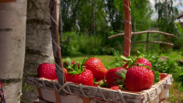 Strawberry Falling in a Wicker Basket on a Bright Sunny Day