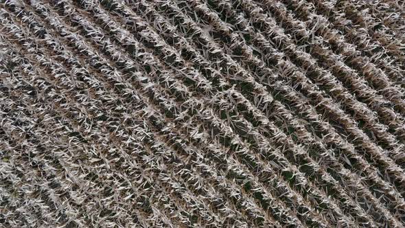 Ripe corn is ready for harvest, top view.  Harvest in agricultural field