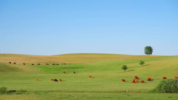 Red Scottish cows graze in the meadow