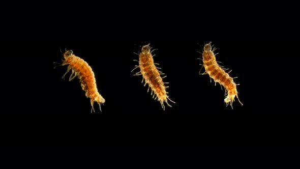 Insect Larva Caterpillar, Under the Microscope