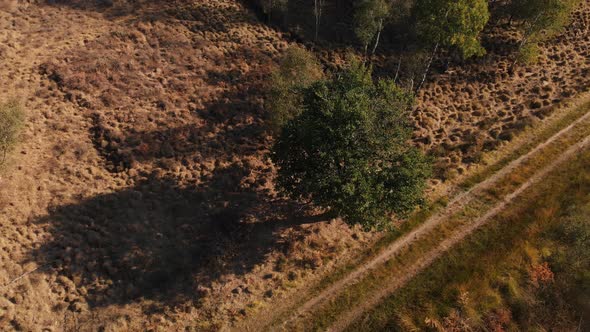 Top down view of a tree next to a dirt road going down revealing the details of the tree with a birc