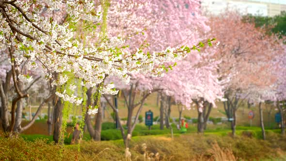 Blooming Sakura Cherry Blossom