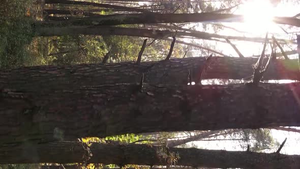 Vertical Video of an Autumn Forest During the Day in Ukraine