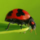 Lady Bug - Digital Painting - GraphicRiver Item for Sale