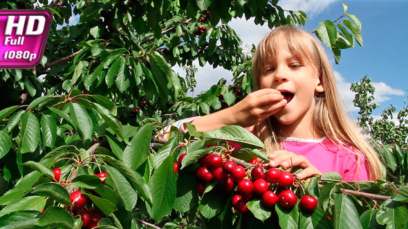 Girl Tore Off Branches Cherries