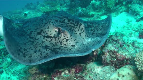 Black-blotched stingray making a close pass in front of the camera on a tropical coral reef.