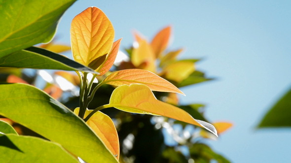 Mango Tree Leaf, Fruit Tropical