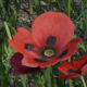 Poppy - 3DOcean Item for Sale