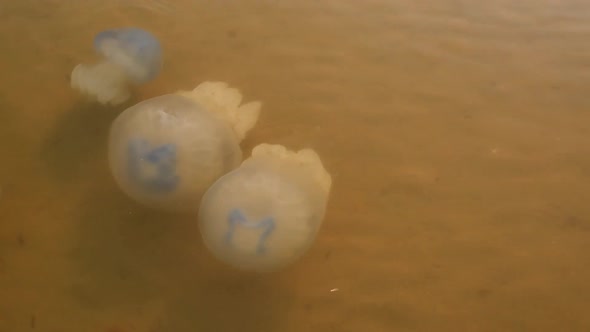 Jellyfish Swims Near Shore