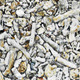 Coral textur - 3DOcean Item for Sale