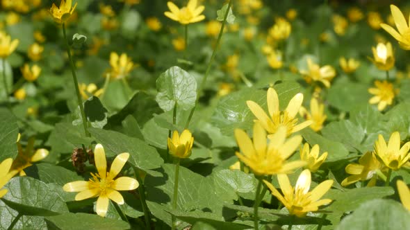 Summer Yellow Flowers