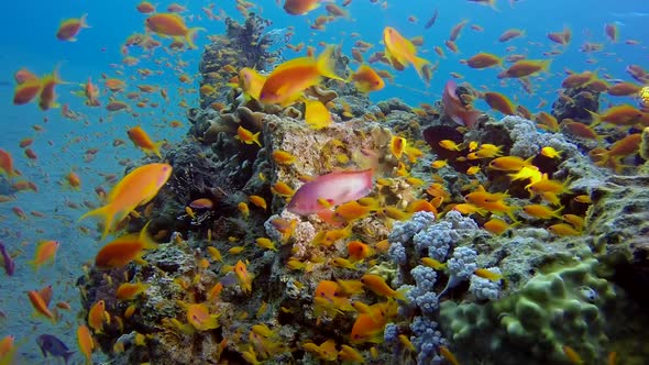 Underwater Colorful Seascape