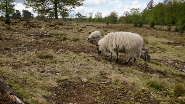 Sheep grazing on a heather