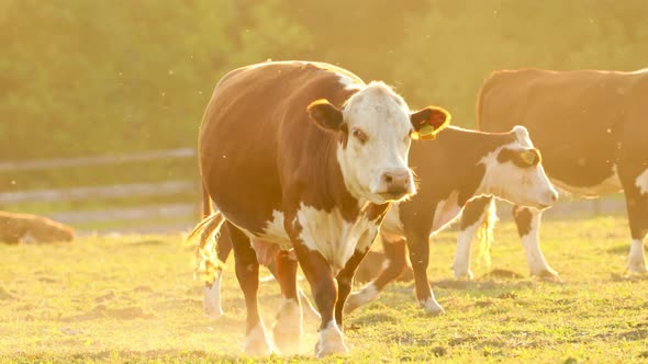 A brown cow walks towards the camera through a sun-drenched pasture among other cows.