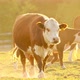 A brown cow walks towards the camera through a sun-drenched pasture among other cows. - VideoHive Item for Sale