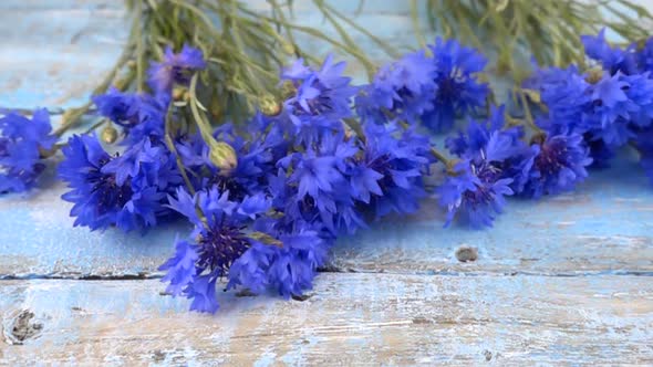 Bouquet of bright blue knapweeds flowers drops on vintage wooden light blue surface. Slow motion.