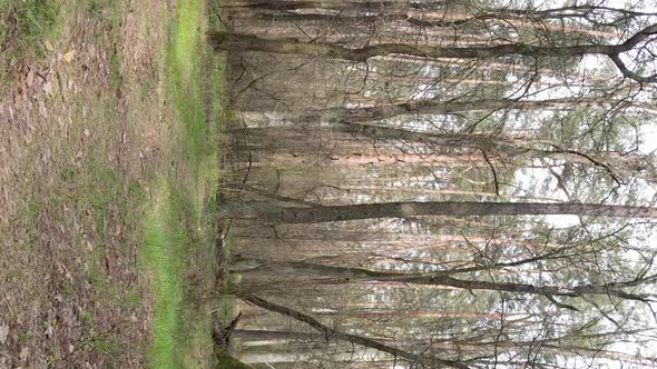 Vertical Video of a Road in the Forest Slow Motion