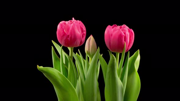 Timelapse of Pink Tulips Flowers Opening