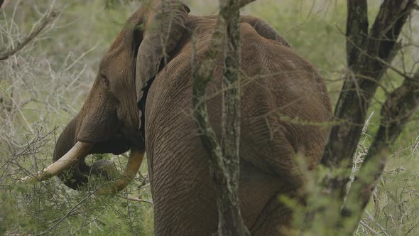 A elephant eating bush at Kruger National Park, South Africa