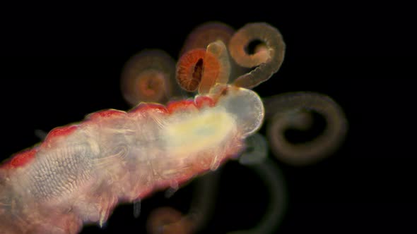 Worm Proceraea Sp. Under a Microscope, the Syllidae Family, the Polychaeta Class, Was Found in the alt