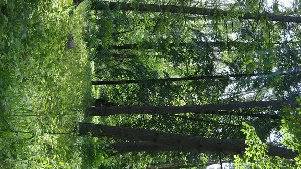 Vertical Video Aerial View Inside a Green Forest with Trees in Summer