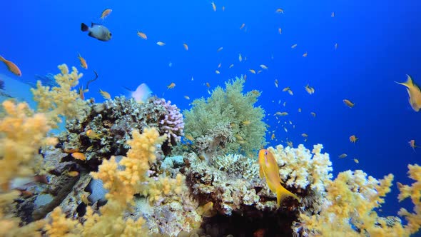 Broccoli Soft Coral and Colorful Fishes