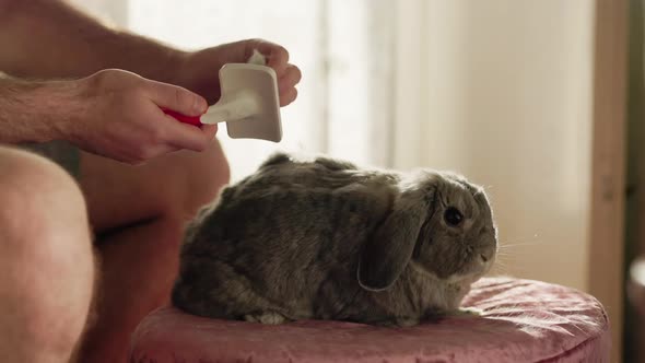 Home grooming. Man using a brush combs the fur of a decorative lop-eared rabbit and clean the tool.
