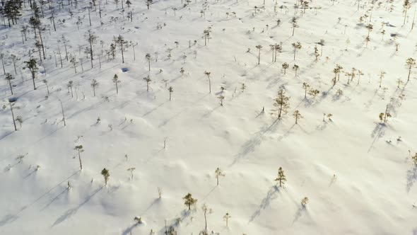 Snow covered swamp with trees in cold sunny winter, tracking drone shot